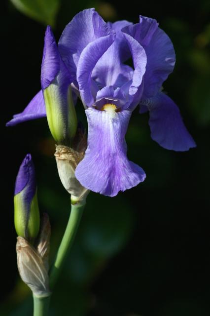 blue iris flower with its buds.jpg
