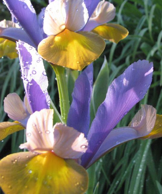 Blue and Gold Iris flowers.jpg