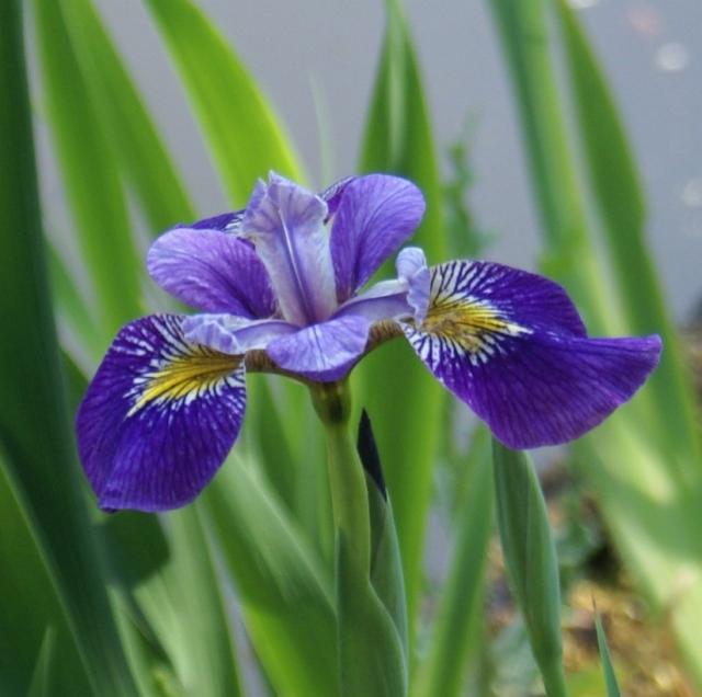 beautiful iris flowers in nature.jpg