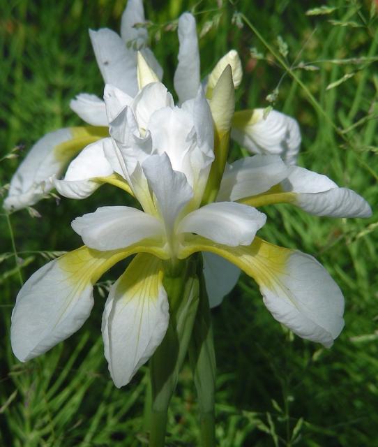 wild white iris flower.jpg