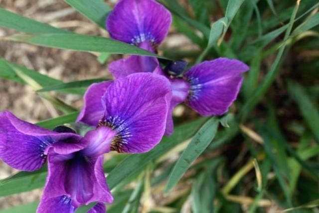 wild purple iris flowers.jpg