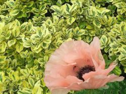 Poppy Flowers Gallery