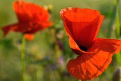 Poppy Flowers Gallery
