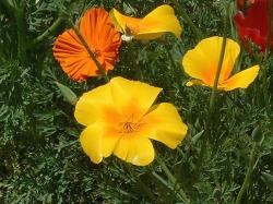 Poppy Flowers Gallery