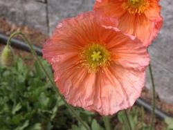 Poppy Flowers Gallery