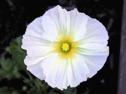 Poppy Flowers Gallery