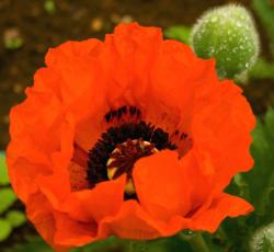 Poppy Flowers Gallery