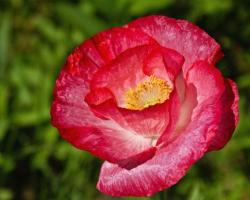 Poppy Flowers Gallery