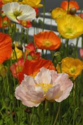 Poppy Flowers Gallery