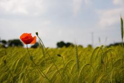 Poppy Flowers Gallery