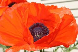 Poppy Flowers Gallery