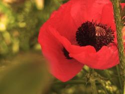 Poppy Flowers Gallery