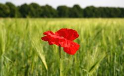 Poppy Flowers Gallery