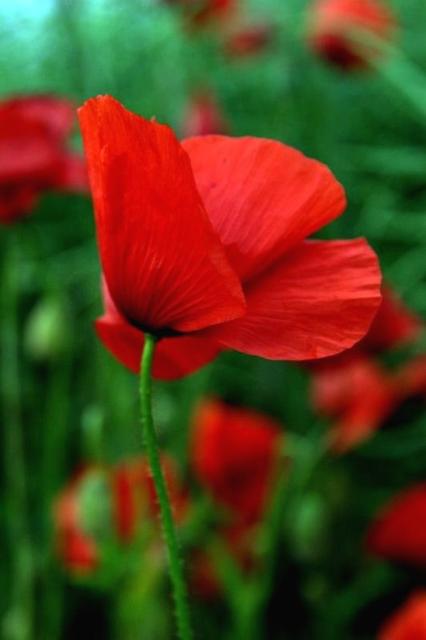 red poppy flowers in field.jpg