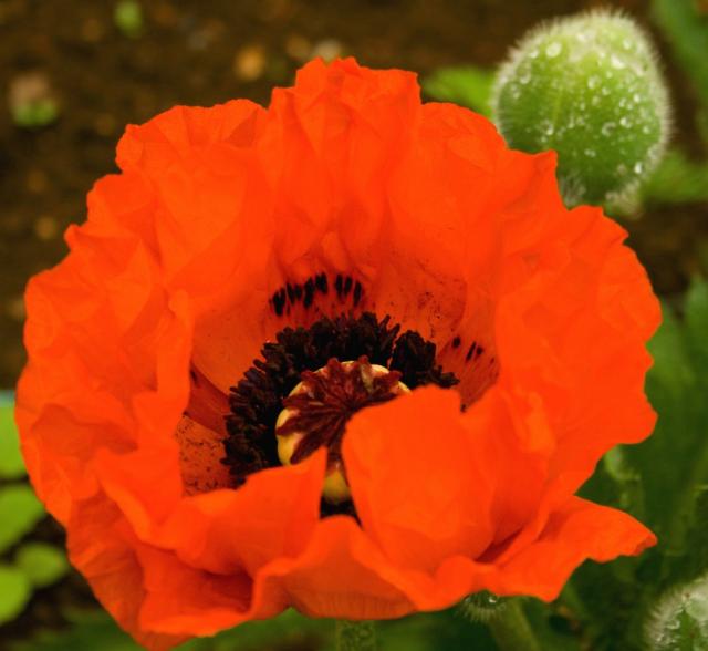 red poppy flower pic.jpg