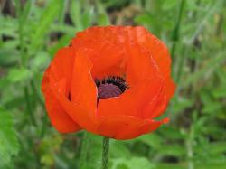 red poppy flower photo.jpg