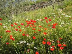 red poppy flower in wild nature.jpg