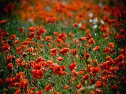 red poppy flower image.jpg
