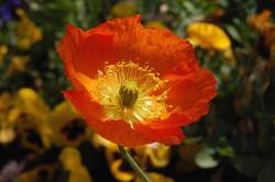 red poppies with yellow center picture.jpg