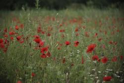red poppies field.jpg