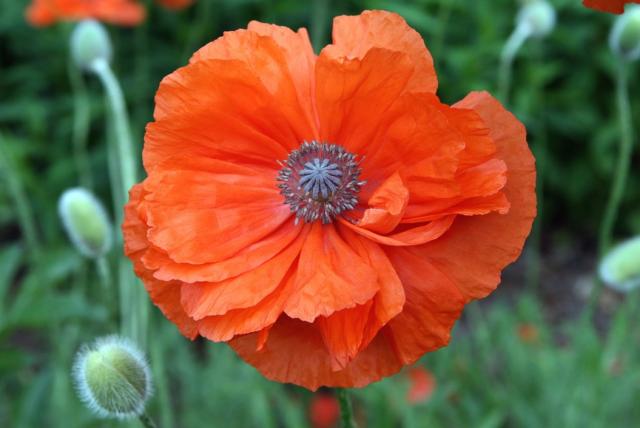 red orange popy flowers photo.jpg