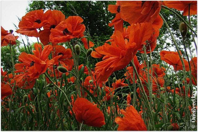 red field of poppies flowers.jpg