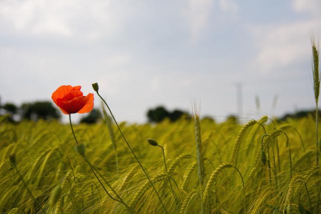 red corn poppy.jpg