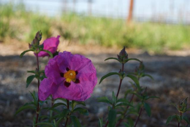 purple pink poppy flower picture.jpg