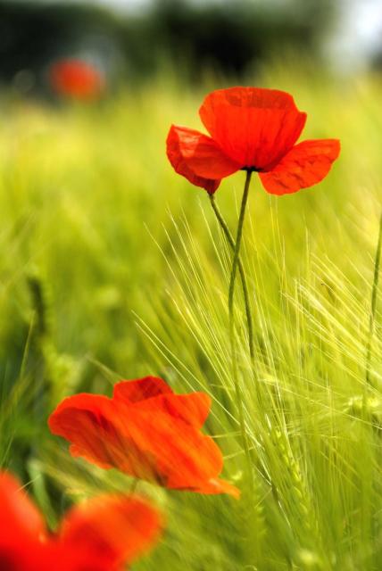 poppy summer flower in bright red.jpg