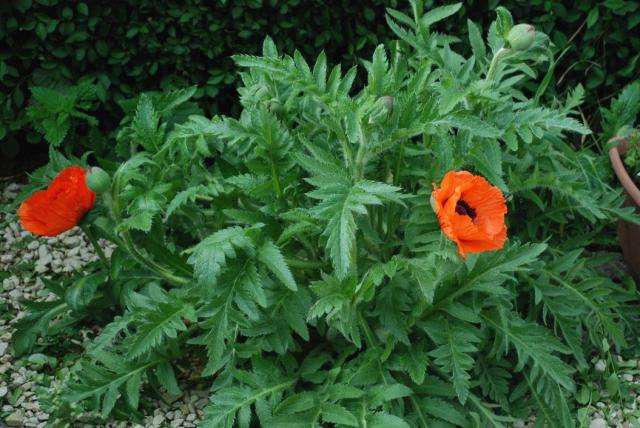Poppy Plant.jpg