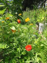 poppy garden flowers picture.jpg