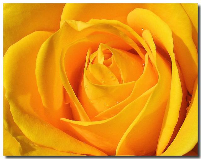 yellow rose.jpg