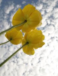 poppy flowers in yellow.jpg
