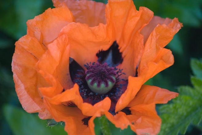poppy flower wedding.jpg