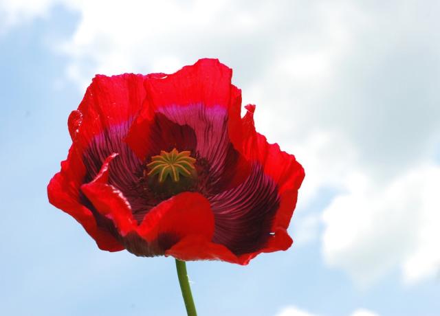 poppy flower wedding pic.jpg