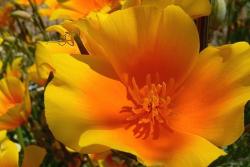 poppy flower plants.jpg