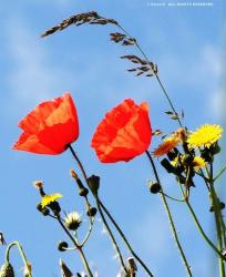 poppy flower pics.jpg