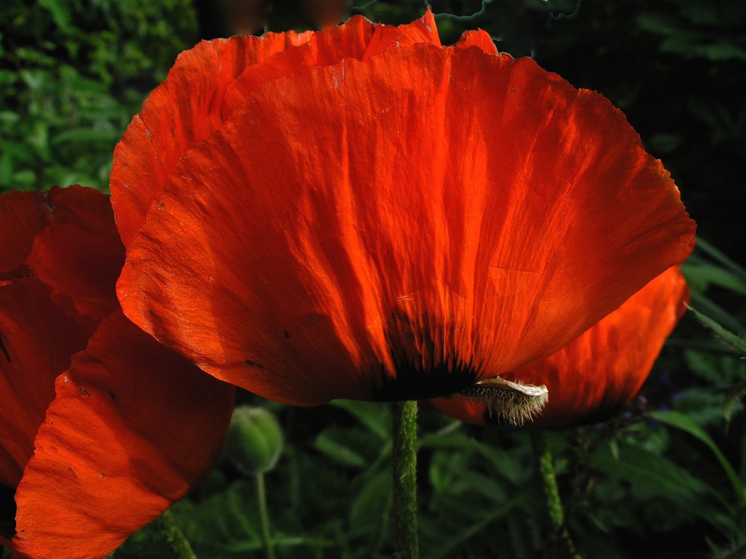 poppy flower pic.jpg