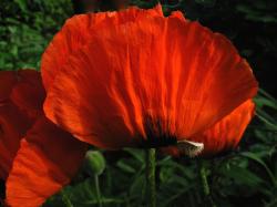 poppy flower pic.jpg