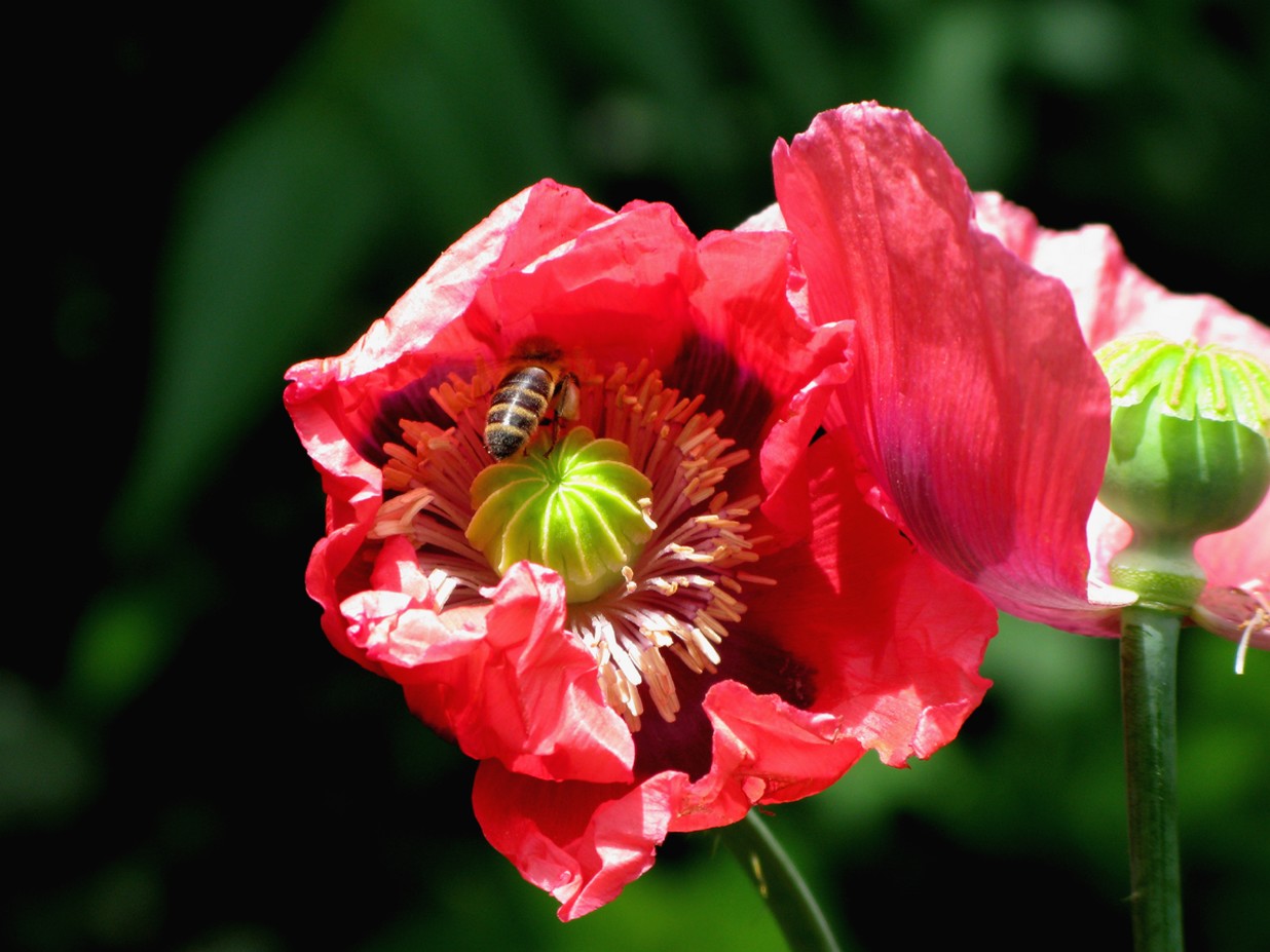 poppy flower pic with green eye.jpg