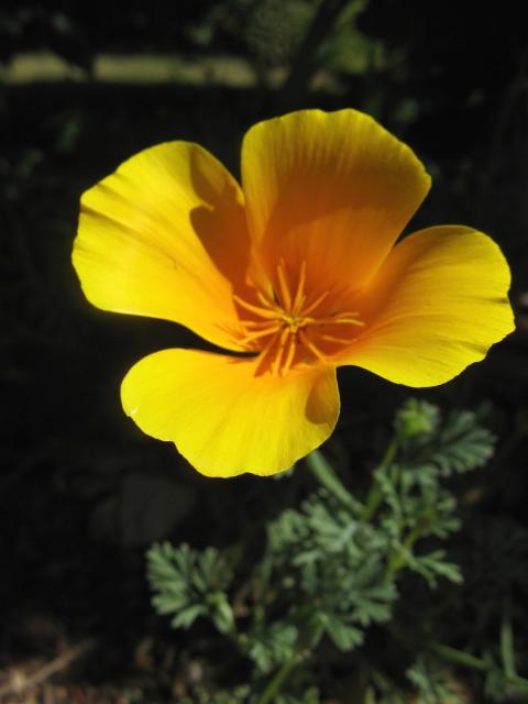 poppy flower photos.jpg