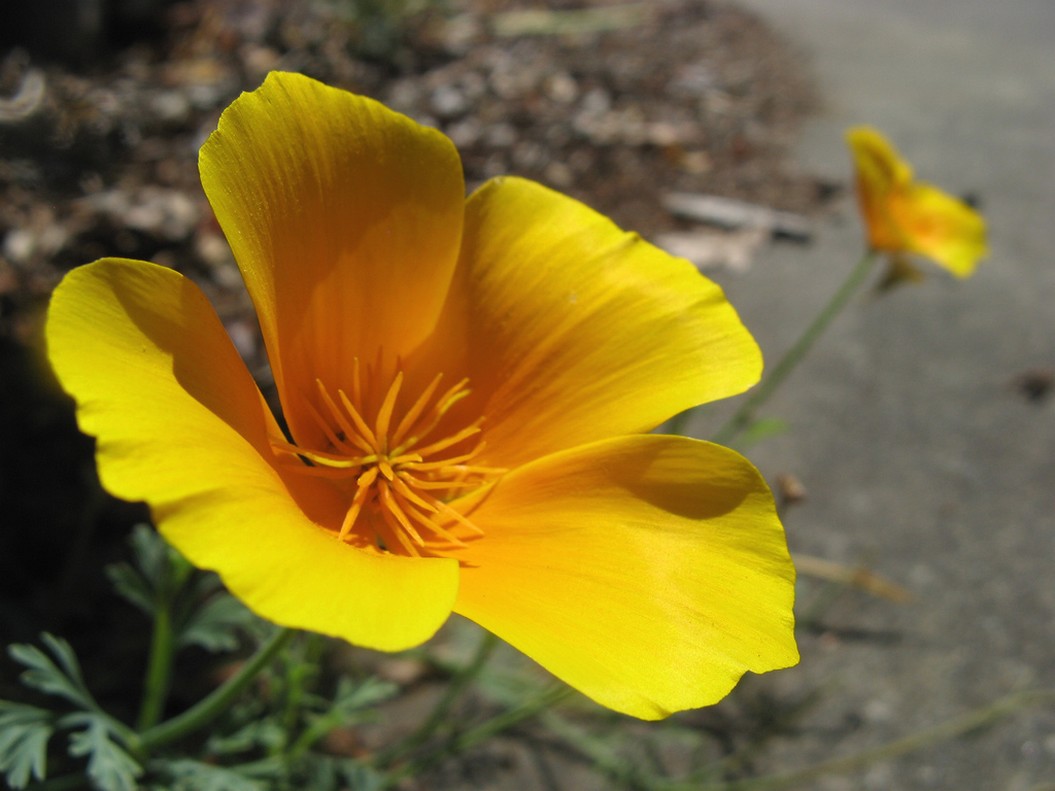 poppy flower images.jpg