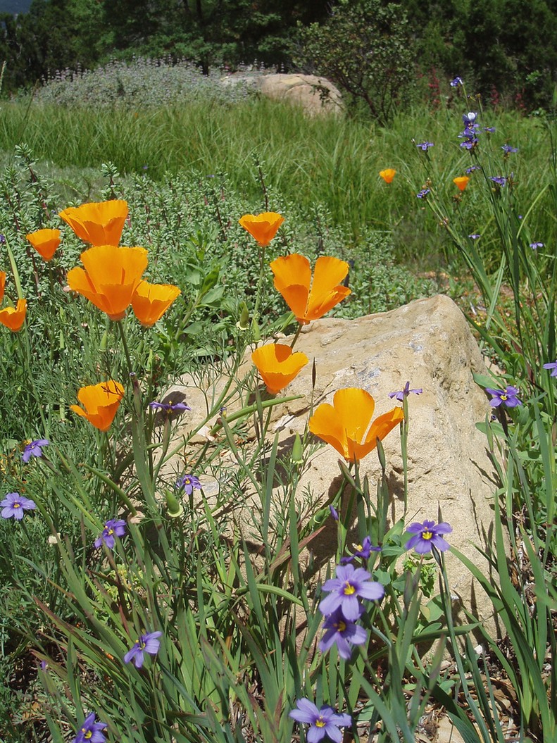 poppy flower image.jpg