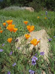 poppy flower image.jpg
