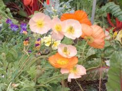 poppy flower growing.jpg