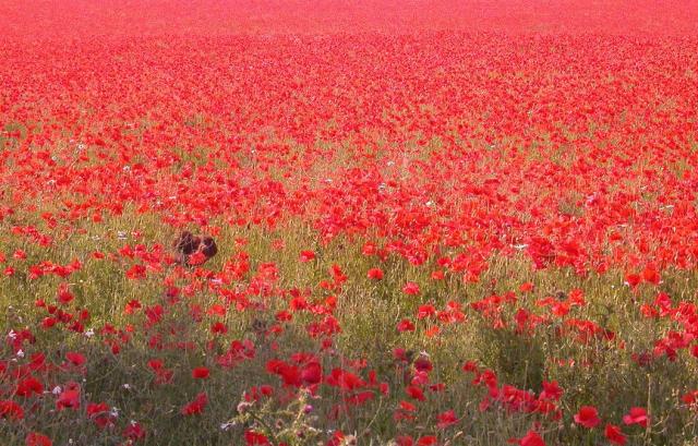 Poppy Field_red flower field.jpg