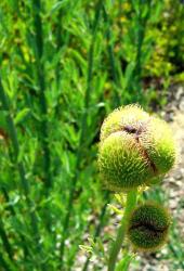 poppy buds picture.jpg