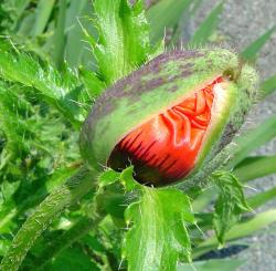 poppy bud pix.jpg