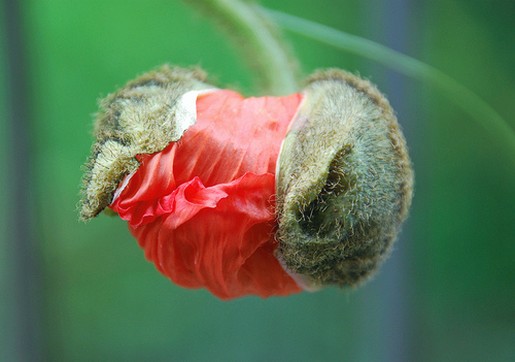 poppy bud pictures.jpg