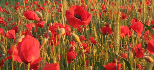 poppies picture.jpg